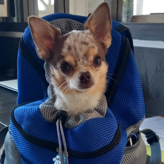 Avis client de la boutique Mon Petit Chihuahua specialisee pour les petits chiens : commande d'un sac bleu pour porter votre chien