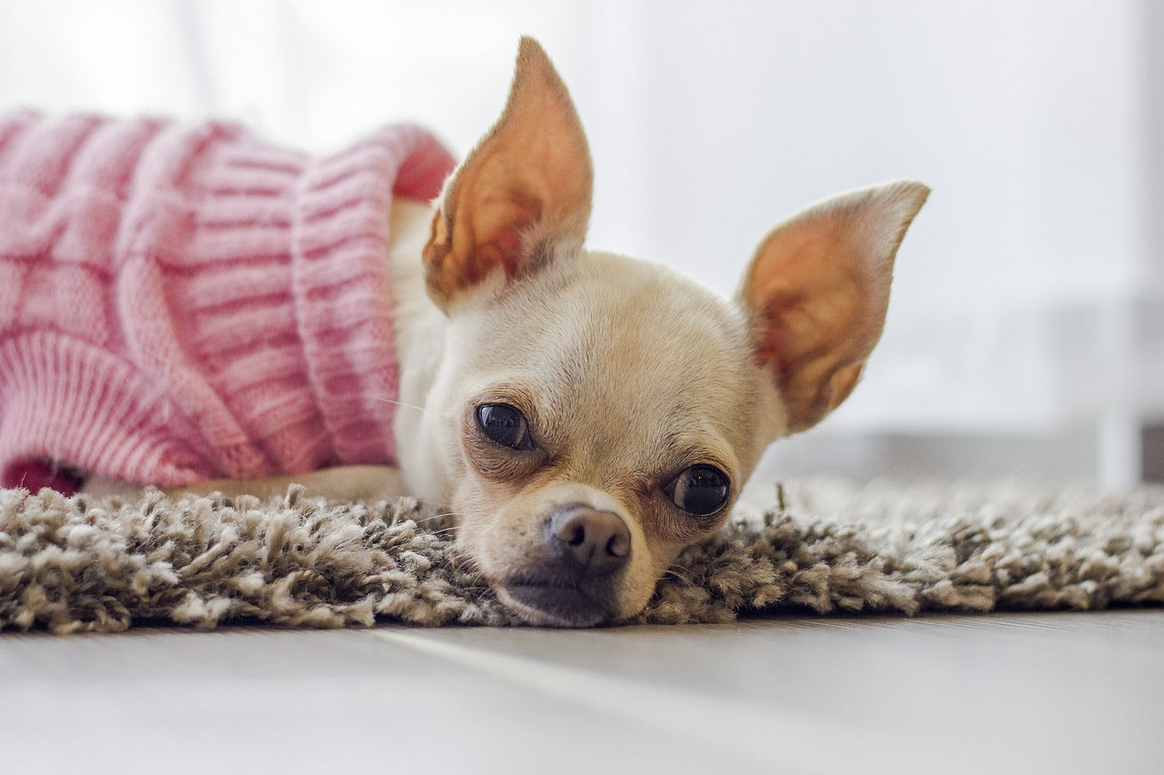 Photo d'un petit chien portant un pull pour un article de blog sur Mon Petit Chihuahua la boutique spécialisée pour les petits chiens