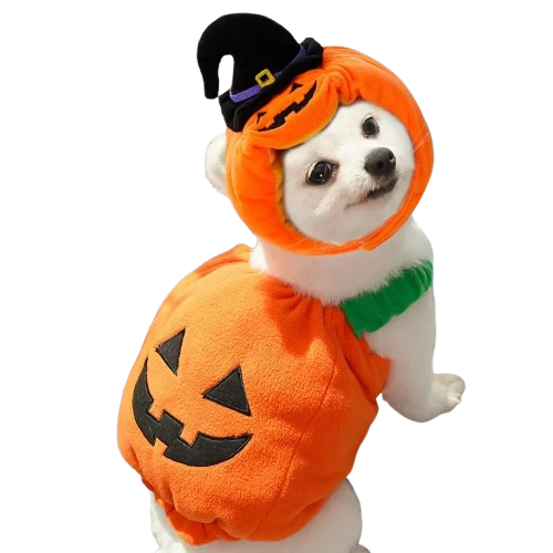 DĂ©guisement Chihuahua : costume de citrouille avec chapeau confortable et tendance, parfait pour les fĂȘtes, Ă©vĂšnements, anniversaires ou halloween â taille parfaite pour les petits chiens