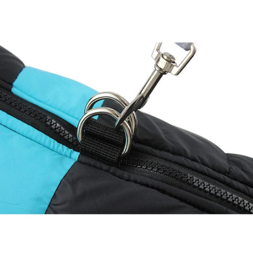 Manteau pour Chihuahua : Doudoune noire et bleue – Avec attache, idéale pour protéger votre petit chien ou chat du froid - vue avec laisse