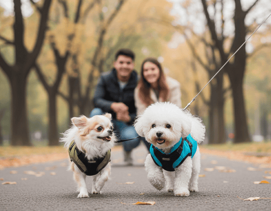 Doudoune harnais chihuahua : comment choisir le bon modèle