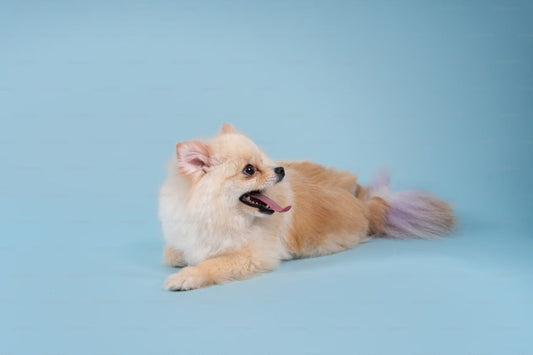 Tapis rafraîchissant pour chien : pourquoi l’adopter cet été ? 🧊