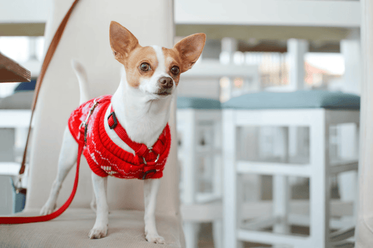 Top 5 des erreurs à éviter quand on choisit un harnais pour Chihuahua 🐾
