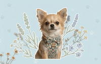 Pourquoi le harnais est-il indispensable pour votre Chihuahua ? (Et comment le protéger naturellement)