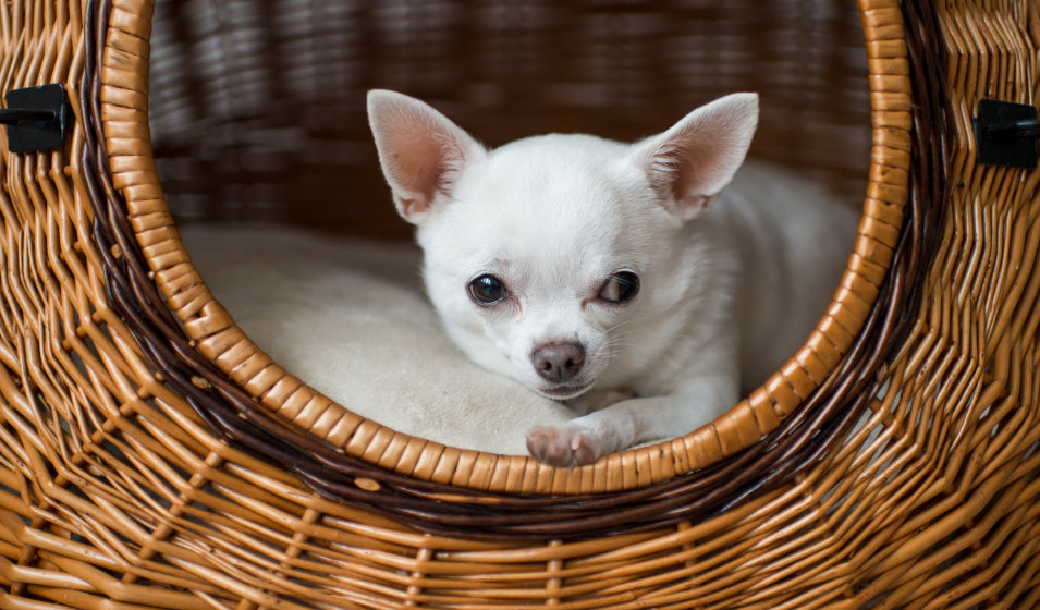 Quelle niche choisir pour votre petit Chien ? 🐶