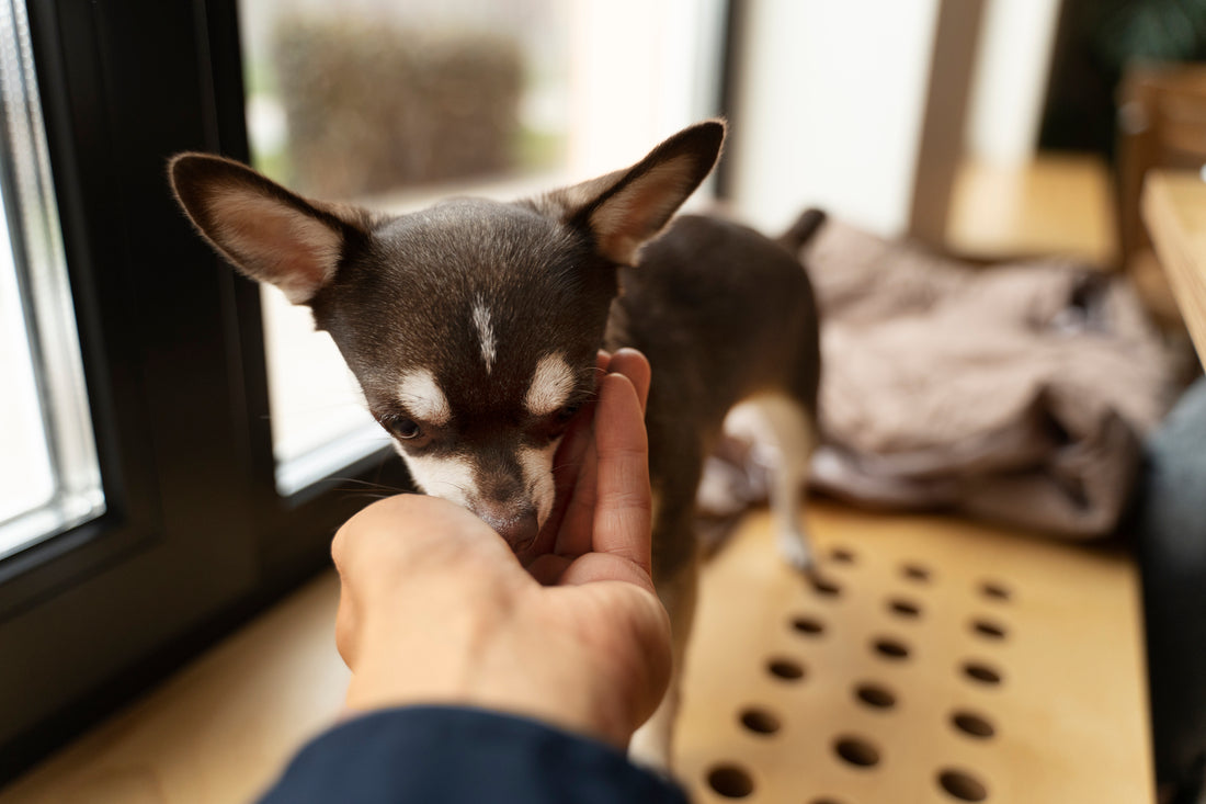 Comment laisser votre Chihuahua seul à la maison ? 🏠