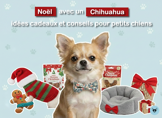 Noël avec un Chihuahua : idées cadeaux et conseils pour petits chiens