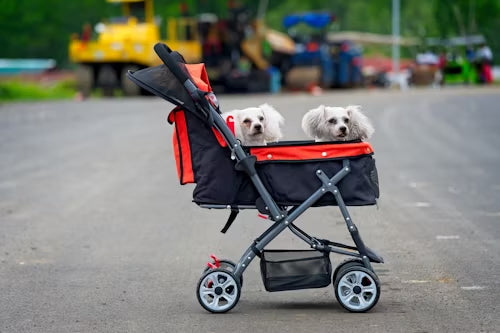poussette double pour pouvoir transporter deux petits chiens comme des chihuahuas