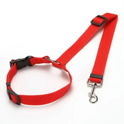 Collier Chihuahua : Ceinture Voiture