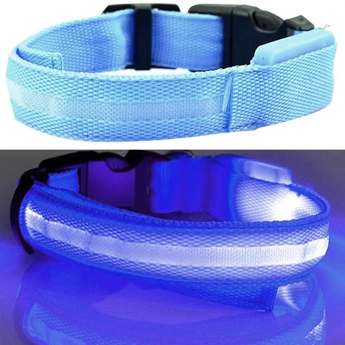 Collier pour Chihuahua bleu avec éclairage LED. Tendance, pour offrir confort et sécurité à votre petit chien ou chat