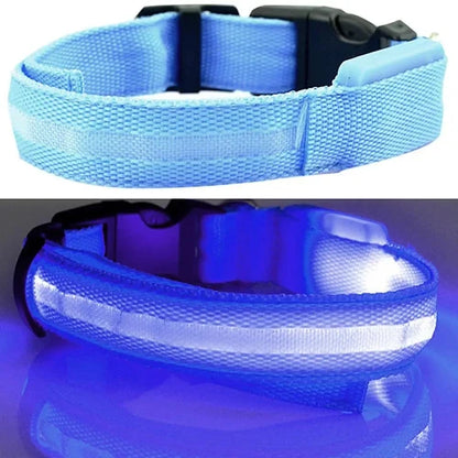 Collier pour Chihuahua bleu avec éclairage LED. Tendance, pour offrir confort et sécurité à votre petit chien ou chat