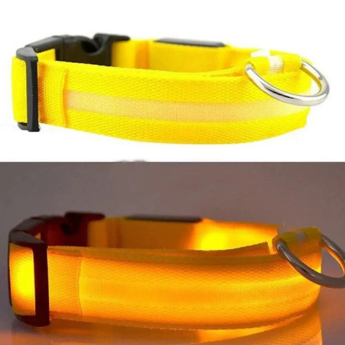 Collier pour Chihuahua jaune avec éclairage LED. Tendance, pour offrir confort et sécurité à votre petit chien ou chat