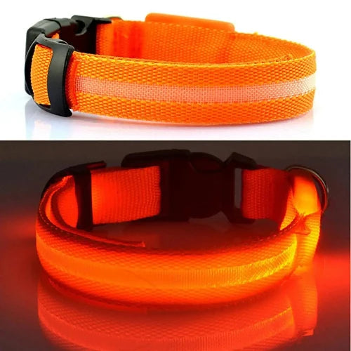 Collier pour Chihuahua orange avec éclairage LED. Tendance, pour offrir confort et sécurité à votre petit chien ou chat