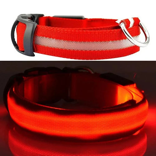 Collier pour Chihuahua rouge avec éclairage LED. Tendance, pour offrir confort et sécurité à votre petit chien ou chat