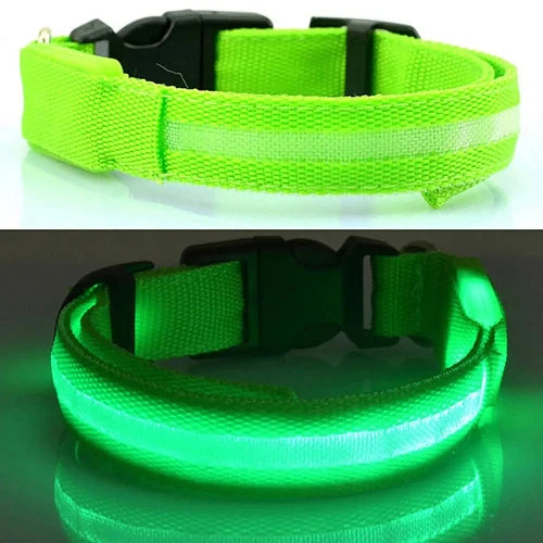 Collier pour Chihuahua vert avec éclairage LED. Tendance, pour offrir confort et sécurité à votre petit chien ou chat