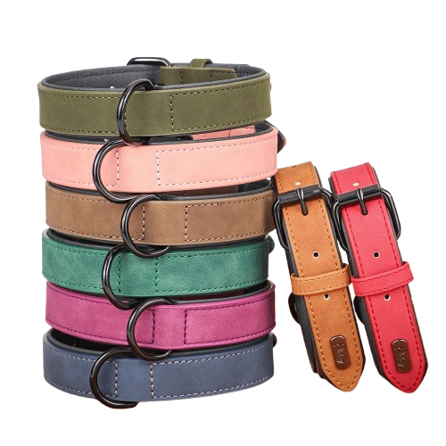 Collier pour Chihuahua en cuir de plusieurs couleurs. Elégant, pour offrir confort et sécurité à votre petit chien ou chat
