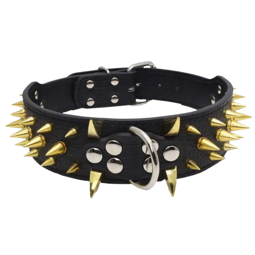 Collier pour Chihuahua style punk noir en cuir avec des pointes en or. Élégant, pour offrir confort et sécurité à votre petit chien ou chat