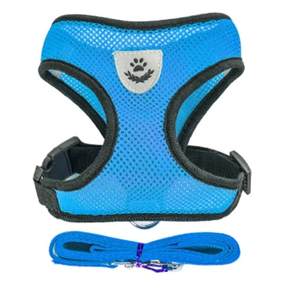 Harnais et laisse bleus pour Chihuahua – Confortables et résistants, parfaits pour promener votre petit chien ou chat