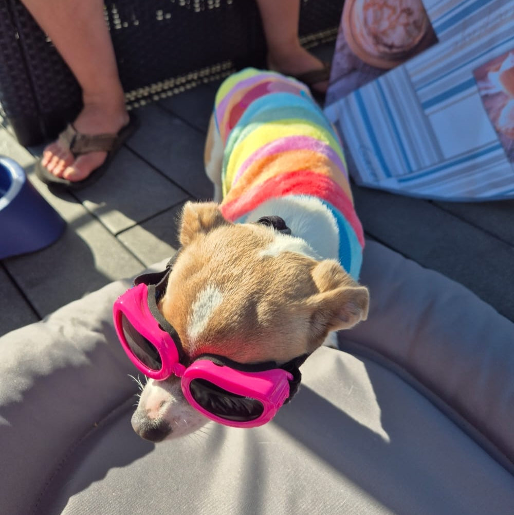 Avis client de la boutique Mon Petit Chihuahua specialisee pour les petits chiens : commande de lunettes et un pull