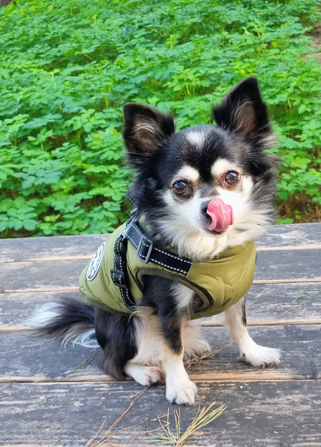 Photo d'un chihuahua qui porte une doudoune avec harnais intégré. Couleur verte. Avis 5 étoiles laissé sur la boutique Mon Petit Chihuahua. Convient aussi à d'autres petits chiens et aux chats.