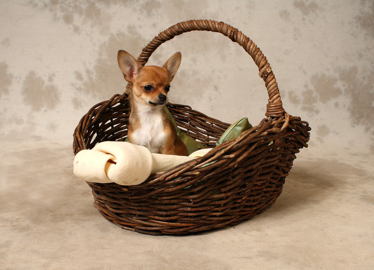 niche pour chiens, mon petit chihuahua : boutique d'accessoires, vêtements, niches, déguisements pour petits chiens